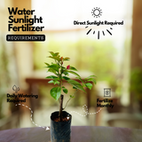 Bougainvillea / Paperflower (Bougainvillea glabra) Flowering/Ornamental Live Plant (Home & Garden)