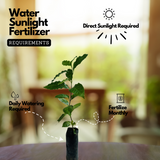 Coffee Plant (Coffea) Fruit/Flowering/Ornamental/Medicinal/ Live Plant (Home & Garden)