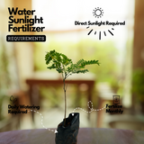 Pathimugam / Biancaea Sappan / Sappanwood (Caesalpinia Sappan) Flowering/Ornamental/Medicinal/ Live Plant (Home & Garden)