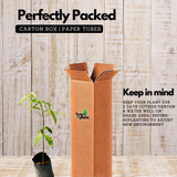 Agarwood / Oud / Oodh Wood Tree (Aquilaria agallocha) Ornamental Live Plant (Home & Garden)