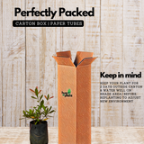 Miracle Fruit (Synsepalum dulcificum) Fruit Live Plant (Home & Garden)