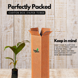 Inter Mangala Arecanut (Areca catechu) Fruit/Medicinal Live Plant (Home & Garden)