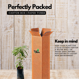 Curry Leaves / Curry Veppu (Murraya koenigii) Ornamental/Medicinal Live Plant (Home & Garden)