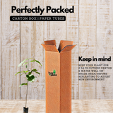 Mahogany Plant (Swietenia mahagoni) Ornamental Live Plant (Home & Garden)