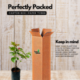 Bougainvillea / Paperflower (Bougainvillea glabra) Flowering/Ornamental Live Plant (Home & Garden)