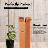 Vicks Tulsi Plant ( Ocimum tenuiflorum ) Ornamental/Medicinal Live Plant (Home & Garden)