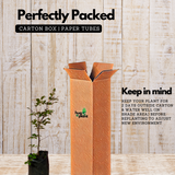 Jaboticaba Precoce / Jabuticaba / Maramunthiri (Plinia cauliflora) Fruit Live Plant (Home & Garden)