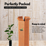 Coffee Plant (Coffea) Fruit/Flowering/Ornamental/Medicinal/ Live Plant (Home & Garden)