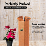 Pink Poinsettia / Christmas Flower (Euphorbia pulcherrima) Flowering/Ornamental Live Plant (Home & Garden)