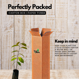 Star Apple / Milk fruit / Golden Leaf Tree (Arlo Chrysophyllum cainito) Fruit Live Plant (Home & Garden)