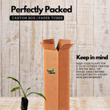 Spider Lilly (Hymenocallis littoralis) Flowering/Ornamental Live Plant (Home & Garden)