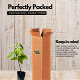 Bleeding Heart (Lamprocapnos) Flowering/Ornamental Live Plant (Home & Garden)