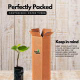 Grape / Munthiri (Black) (Vitis vinifera) Fruit/Ornamental Live Plant (Home & Garden)