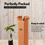 Peanut Butter (Bunchosia glandulifera) Seedling Fruit Live Plant (Home & Garden)