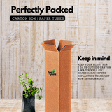 Brahmi Plant (Bacopa monnieri) Ornamental/Medicinal Live Plant (Home & Garden)