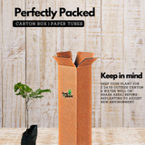 Pathimugam / Biancaea Sappan / Sappanwood (Caesalpinia Sappan) Flowering/Ornamental/Medicinal/ Live Plant (Home & Garden)