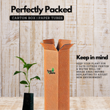 Chempakam Seedling Plant (Magnolia Champaca) Flowering/Ornamental Live Plant (Home & Garden)