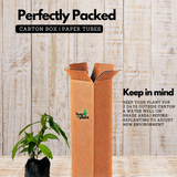 Flowering Plant Birth Star: Bharani (Plant: Chethi / Thechi / Ixora / Ixora coccinea) Flowering/Ornamental Live Plant (H&G)