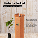 Star Fruit Grafted (Averrhoa carambola) Fruit Live Plant (Home & Garden)