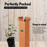 Curtain Plant (Vernonia Elaeagnifolia) Ornamental Live Plant (Home & Garden)