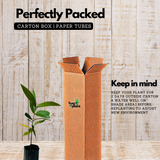 White Chamba / White Java Apple (Syzygium samarangense) Fruit Live Plant (Home & Garden)