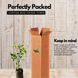 Lemon / Cherunaranga (Citrus limon) Fruit/Ornamental Live Plant (Home & Garden)