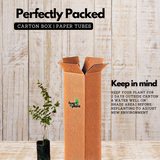 Surinam Cherry / Brazilian cherry ( Eugenia uniflora ) Fruit/Flowering/Ornamental Live Plant (Home & Garden)