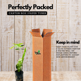 Nishagandhi / Brahma Kamal / Queen of the Night (Epiphyllum oxypetalum) Flowering/Ornamental Live Plant (Home & Garden)