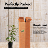 Abiu ( Pouteria Caimito ) Fruit Live Plant (Home & Garden)