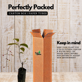 Light Bulbs | Chains Of Glory | Wallich's Glorybower | Bridal Veil (Clerodendrum wallichii) Flowering/Ornamental Live Plant (Home & Garden)