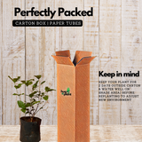 White Arabic Jasmine / Kutti Mulla (Jasminum) Flowering/Ornamental Live Plant (Home & Garden)