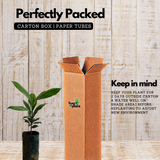 Mangosteen ( Garcinia mangostana ) Live Fruit Plant (Home & Garden)