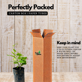 White Mandevilla / Rocktrumpet (Mandevilla boliviensis) Flowering/Ornamental Live Plant (Home & Garden)