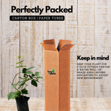 Blackberry (Rubus) Fruit Live Plant (Home & Garden)