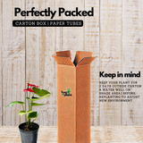 Red Anthurium (Anthurium andraeanum) Flowering/Ornamental Live Plant (Home & Garden)