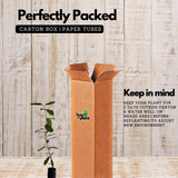 All Spice Plant / Sarvasugandhi / Jamaica pepper (Pimenta dioica) Flowering/Ornamental/Medicinal Live Plant (Home & Garden)