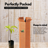 Nagalinga Plant / Cannonball Tree / Nagalinkam (Couroupita guianensis) Flowering/Ornamental Live Plant (Home & Garden)