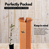 Seethapazham / Custard Apple (Annona reticulata) Fruit Live Plant (Home & Garden)