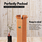 Pomegranate / Mathalam (Layered) (Punica granatum) Fruit Live Plant (Home & Garden)