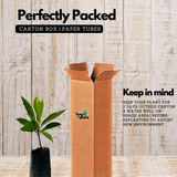 Egg Fruit / Muttapazham / Canistel (Pouteria campechiana) Fruit Live Plant (Home & Garden)