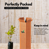 Jalpai Fruit / Wild olives (Elaeocarpus serratus) Fruit Live Plant (Home & Garden)