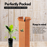 Peace Lily (Spathiphyllum) Flowering/Ornamental Live Plant (Home & Garden)