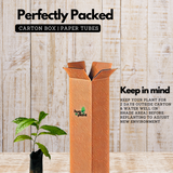 Rudraksha Plant (Elaeocarpus ganitrus) Flowering/Ornamental Live Plant (Home & Garden)