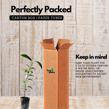 True Cinnamon Plant / Bay Leaf (Cinnamomum verum) Ornamental/Medicinal Live Plant (Home & Garden)