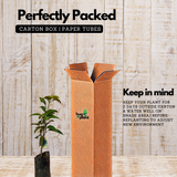 Thailand All Season Mango ( Mangifera indica ) Grafted Fruit Live Plant (Home & Garden)