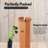 Panikoorka / Indian borage / Indian mint / Mexican mint / Mexican oregano / Spanish thyme (Coleus Aromaticus) Medicinal Live Plant (Home & Garden)