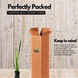 Vayambu / Sweet Flag / Vasambu (Acorus calamus) Medicinal Live Plant (Home & Garden)