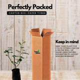 Pink Rose (Rosa meldomonac.) Flowering/Ornamental Live Plant (Home & Garden)