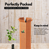 Aparajita / Shankupushpam / Butterfly pea (Clitoria ternatea) Flowering/Ornamental/Medicinal/ Live Plant (Home & Garden)