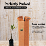 Chaya Mansa / Tree Spinach (Cnidoscolus aconitifolius) Ornamental/Medicinal Live Plant (Home & Garden)